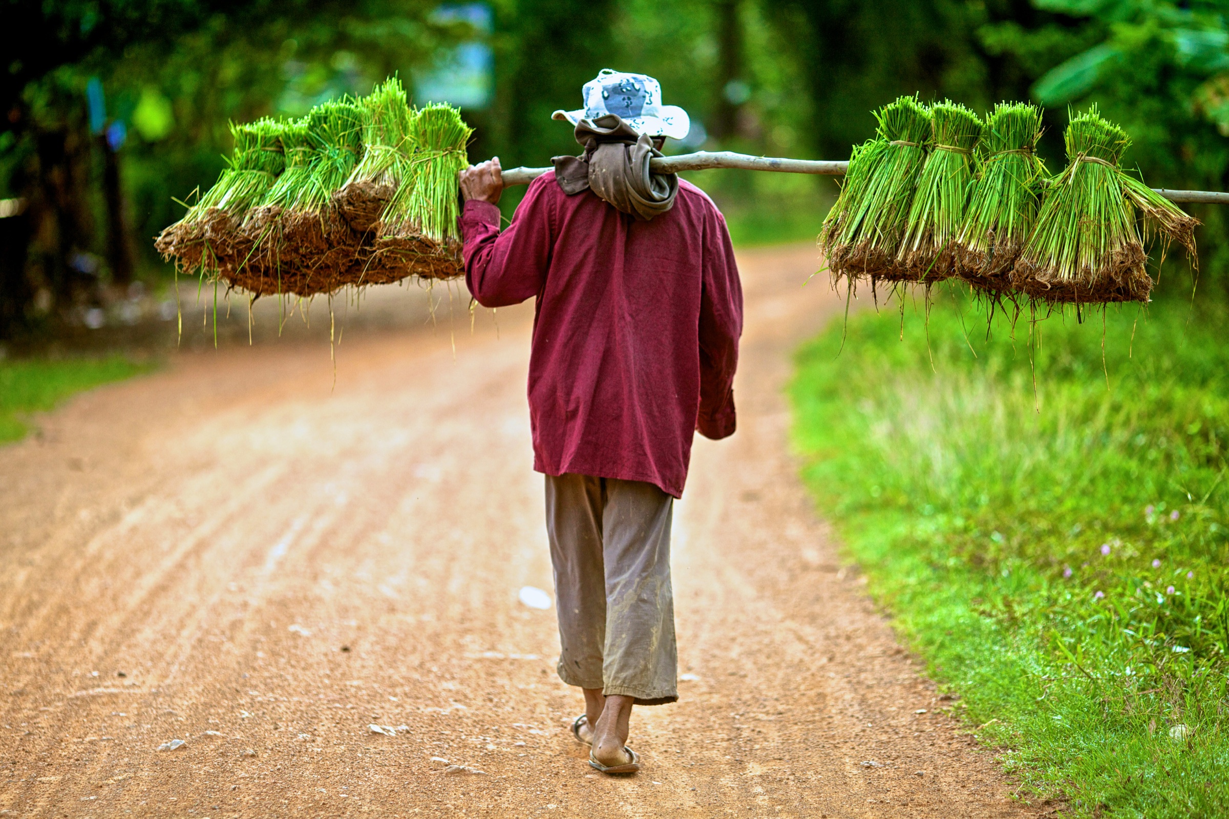 Agriculteur transportant de jeunes plants de riz à Battambang, au Cambodge