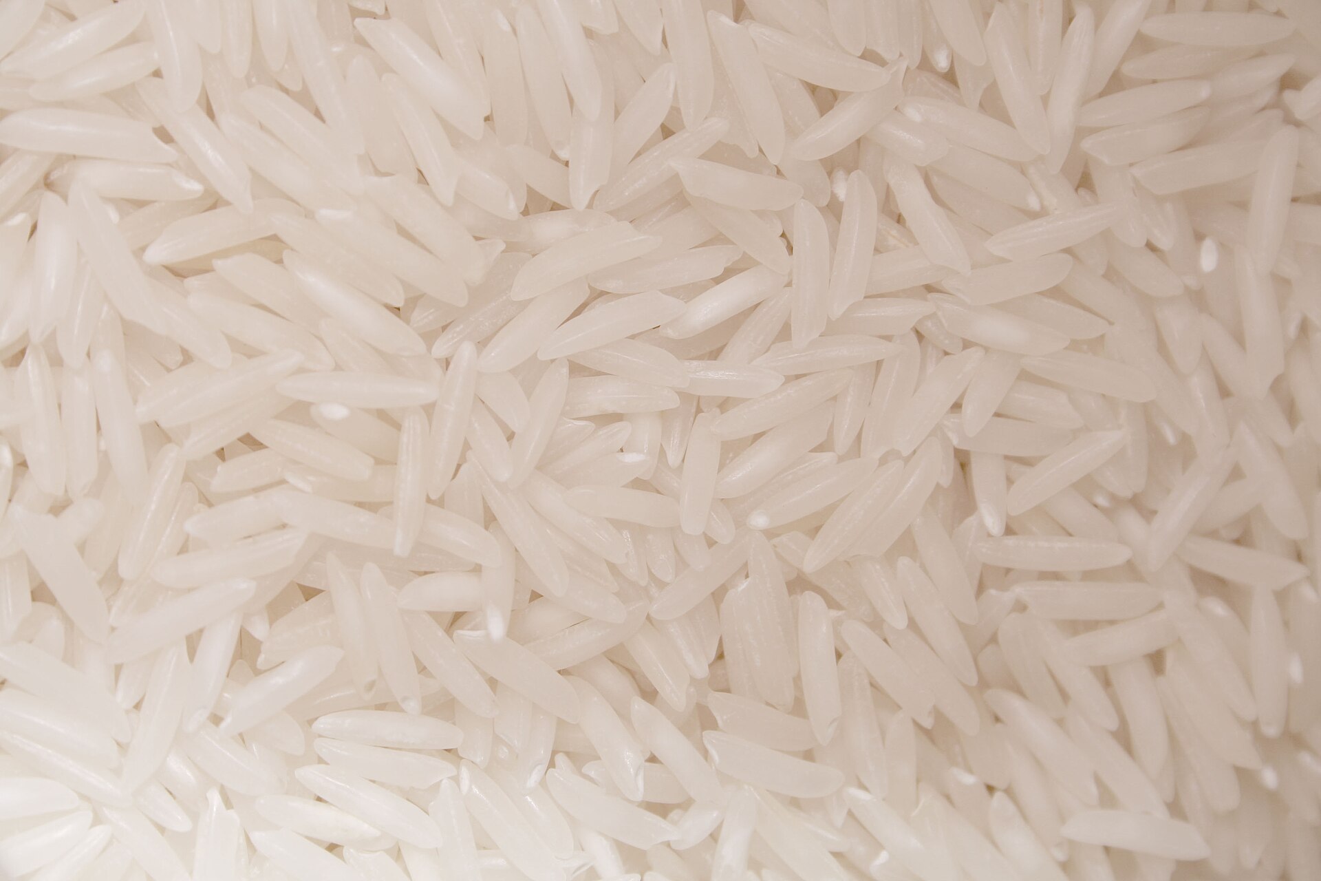 Grains de riz jasmin